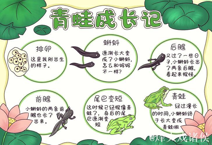 从“小蝌蚪”到“窝蝌蚪”：探索奇妙生态世界
