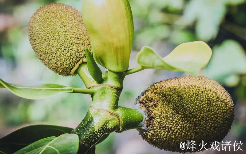 菠萝菠萝蜜正在播放视频